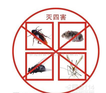 杀灭蟑螂的有效方法是什么